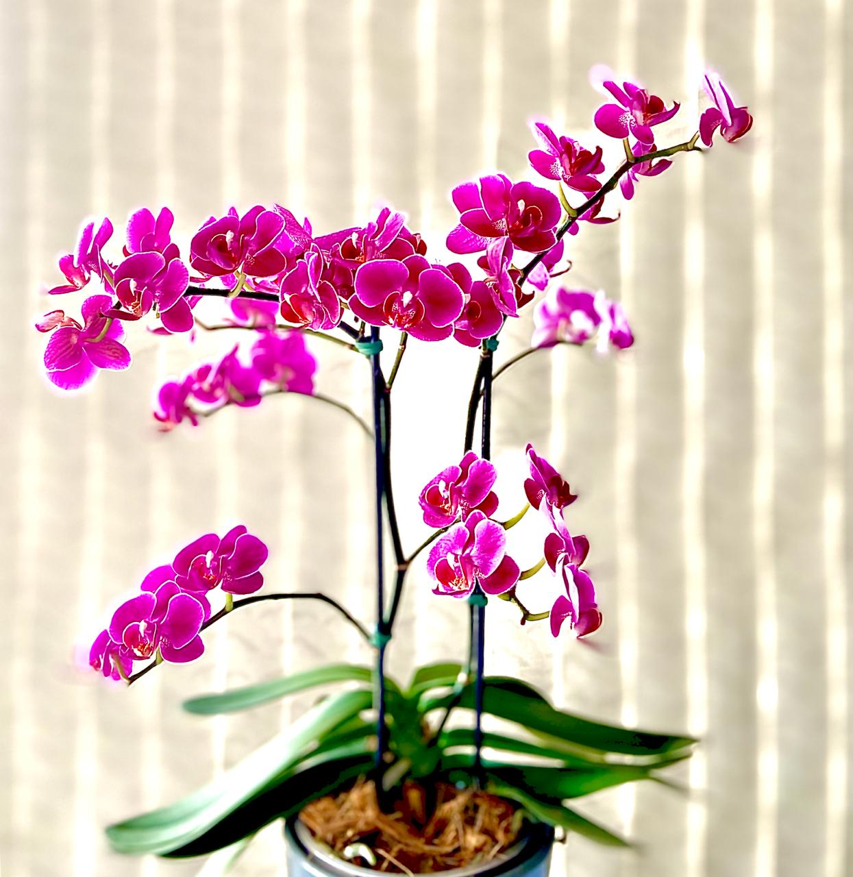 Orquídeas Pink.jpg
