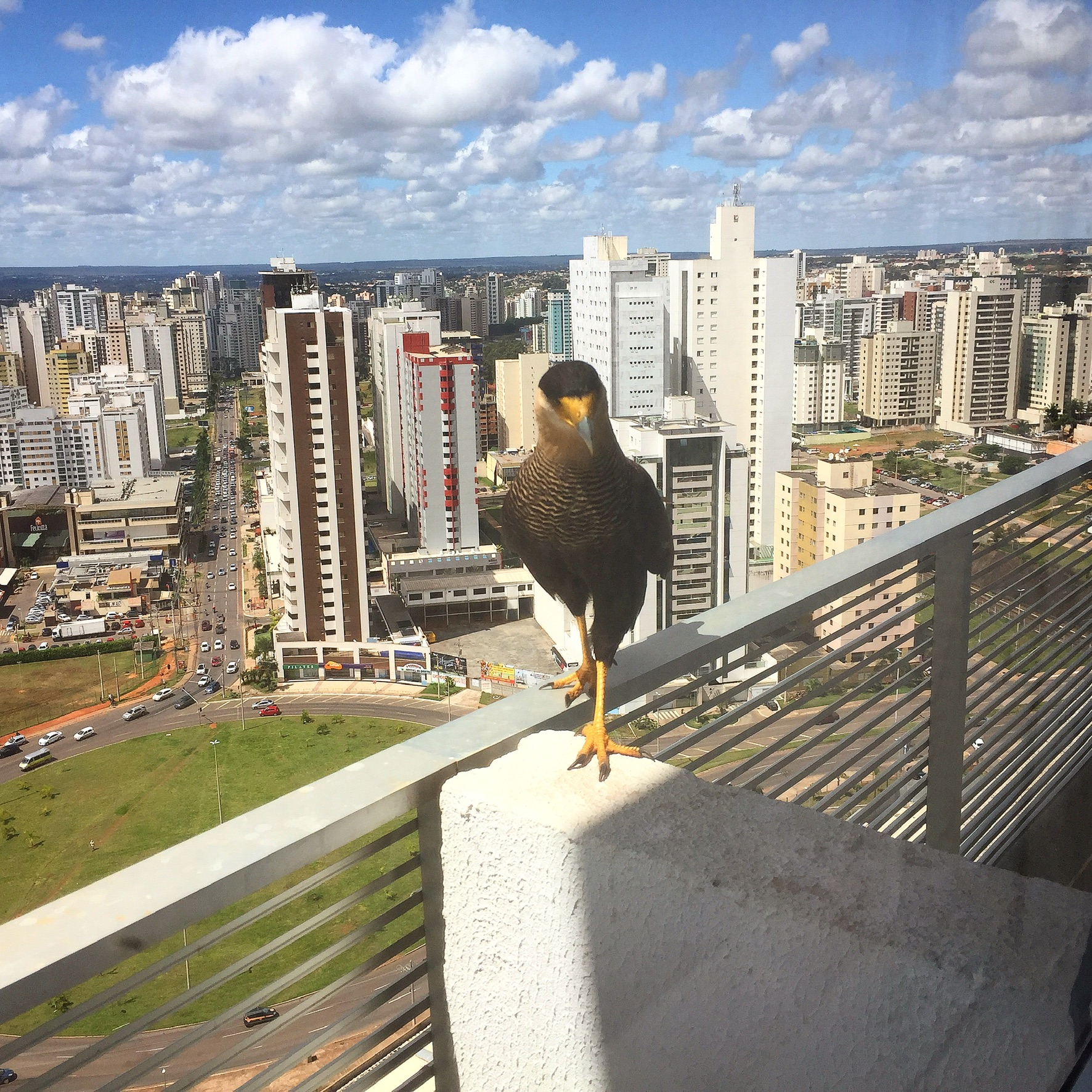 Águia da Alta Mente Psiquiatria 2019 - inquilino ilustre.jpeg